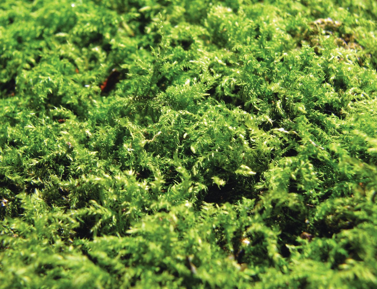 Moss