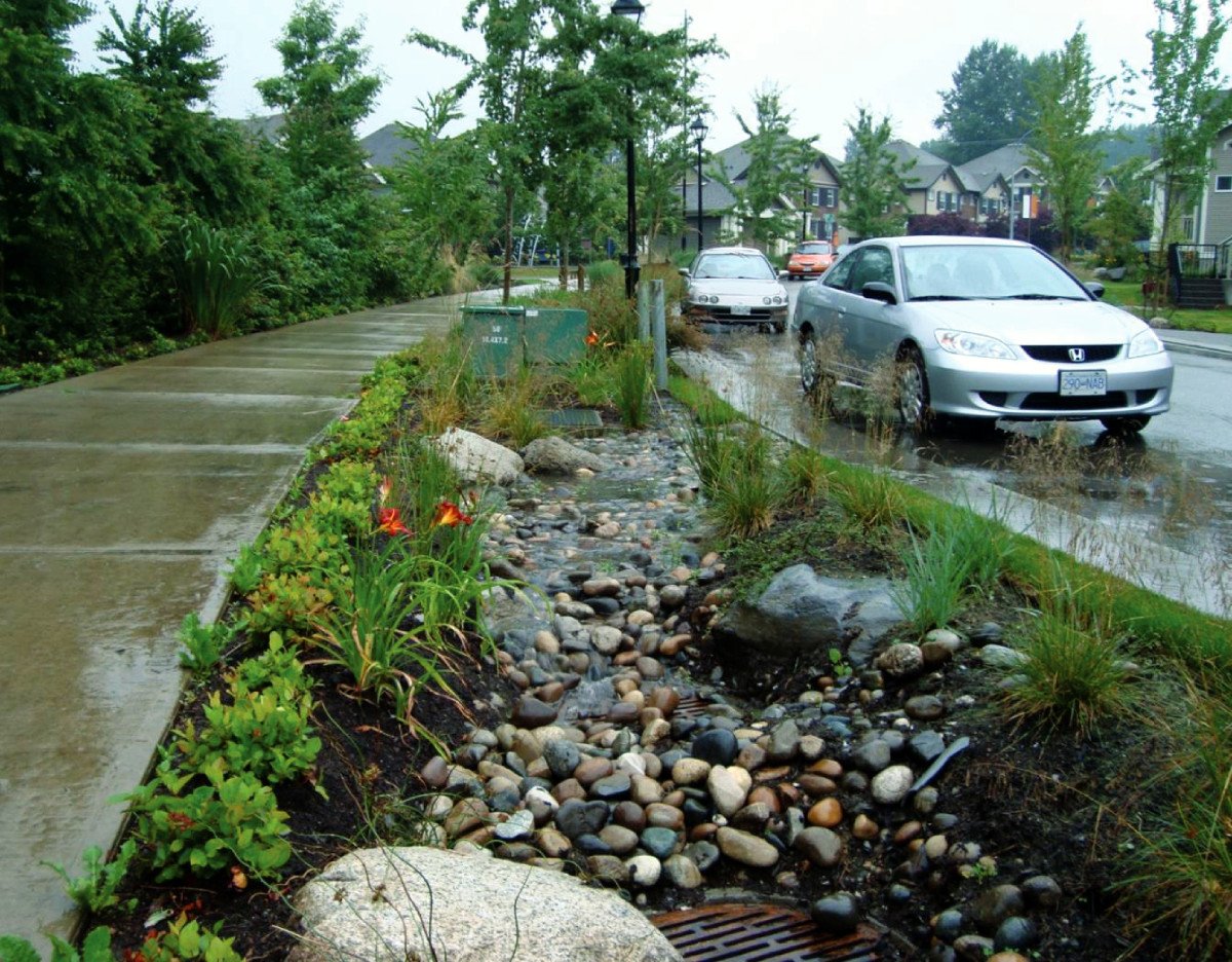 Rain garden.
